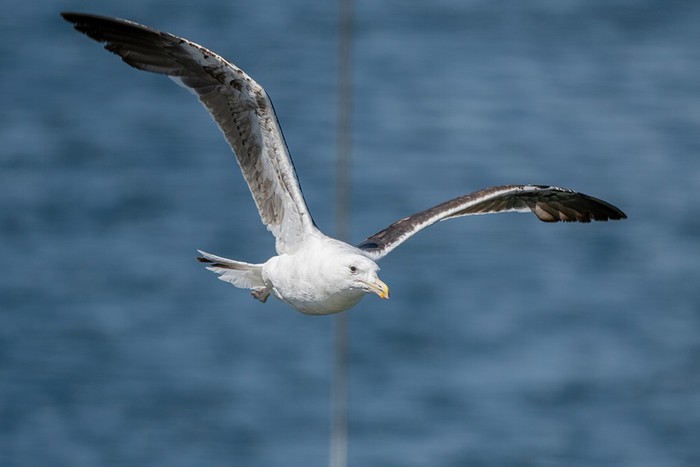 Cape Gull