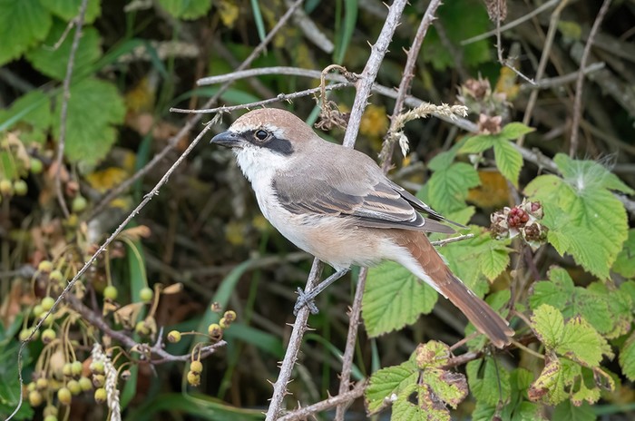 Turkestan Shrike