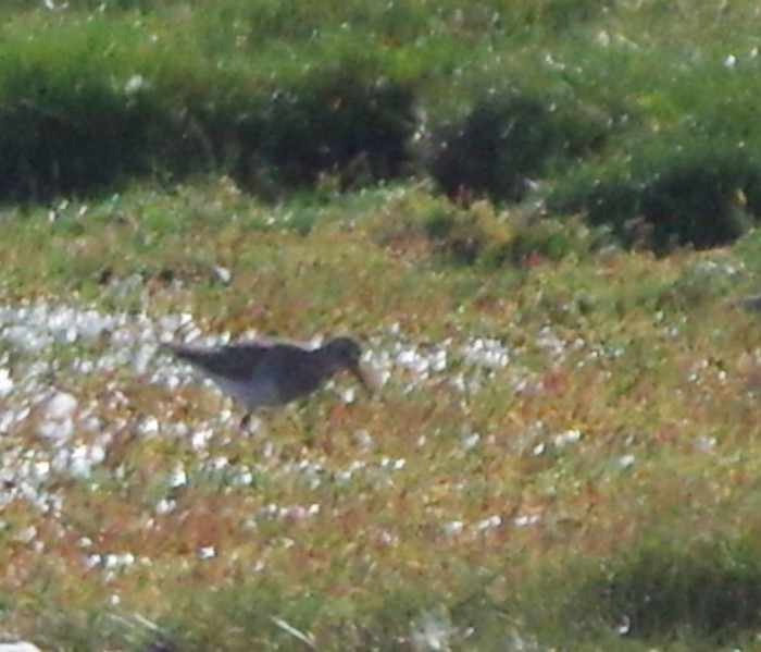 Pectoral SAndpiper