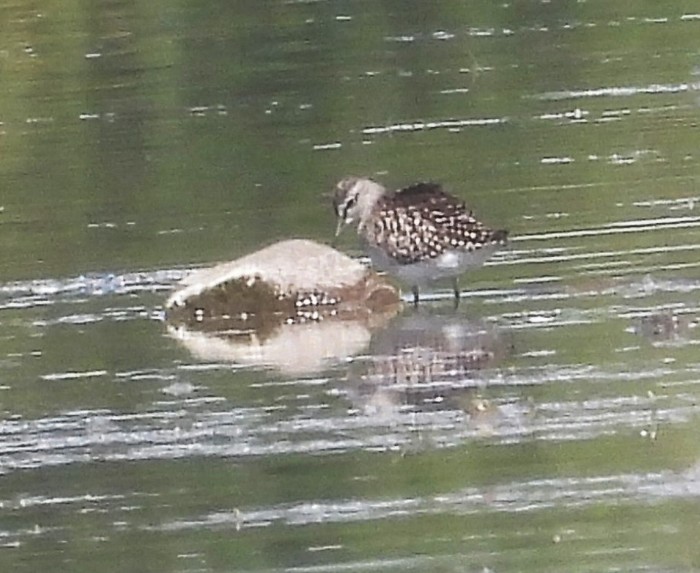 Wood Sandpiper