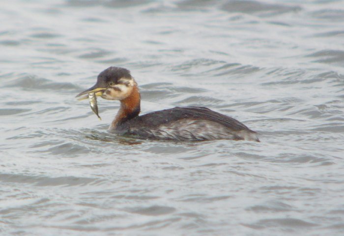 Red-necked Grebe