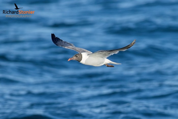 Laughing Gull