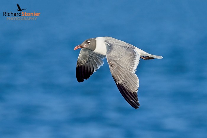 Laughing Gull