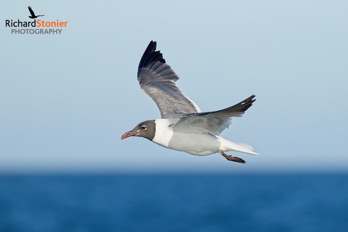 Laughing Gull