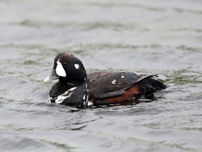 Harlequin Duck