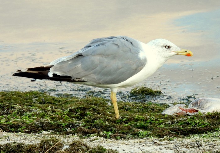 Yellow-legged Gull