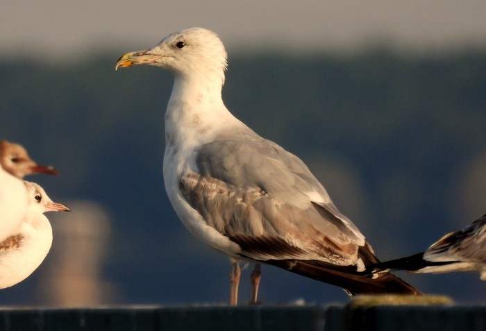 Herring Gull