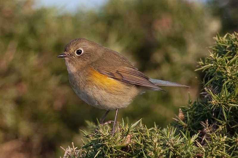 Red-flanked Bluetail