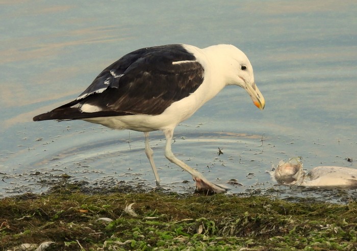 Cape Gull