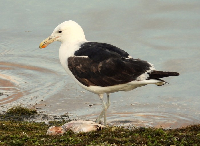 Cape Gull