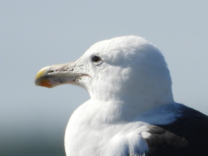 Cape Gull
