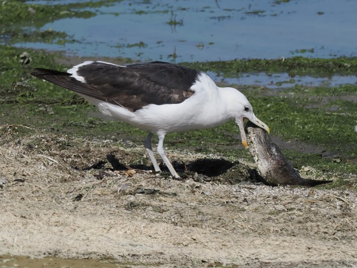 Cape Gull
