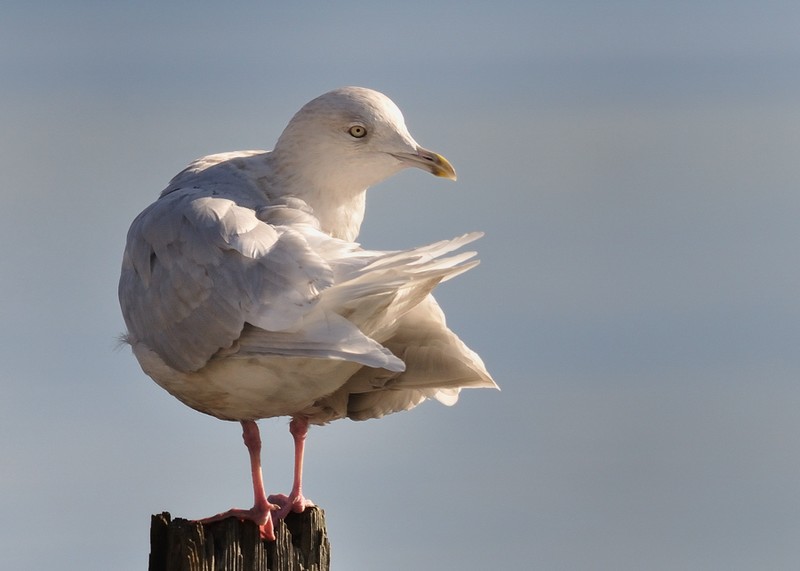 Iceland Gull