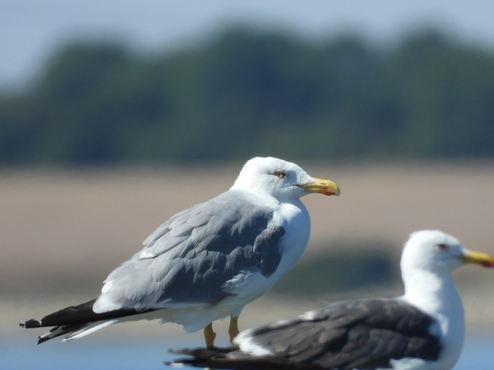 Yellow-legged Gull