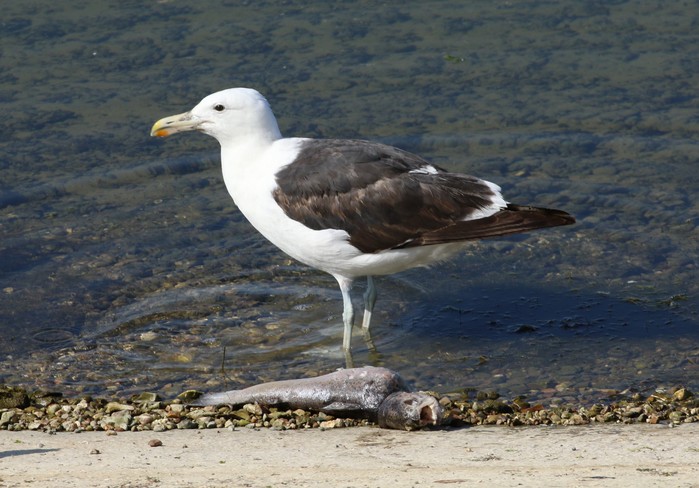 Cape Gull