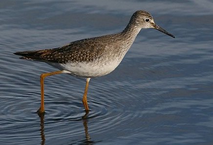 Lesser Yellowlegs