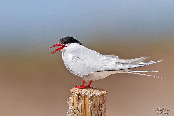 Arctic Tern