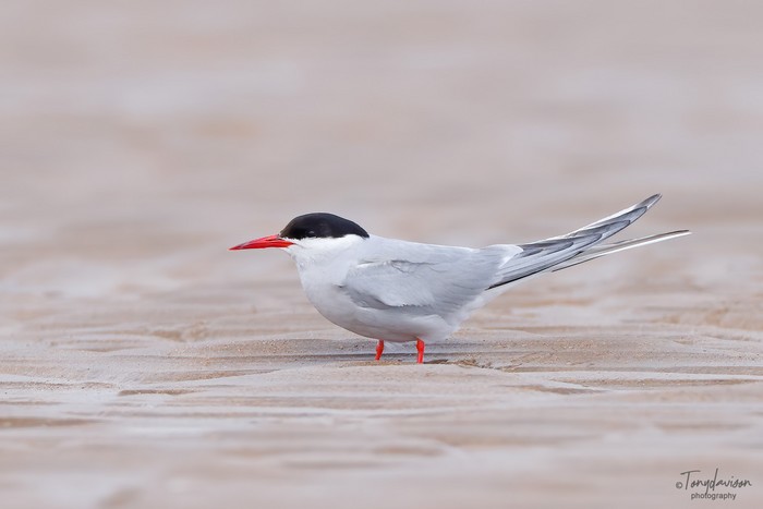 Arctic Tern
