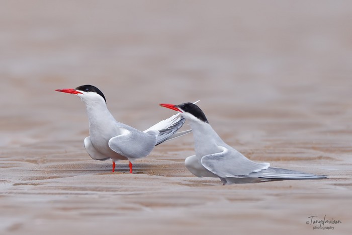 Arctic Tern