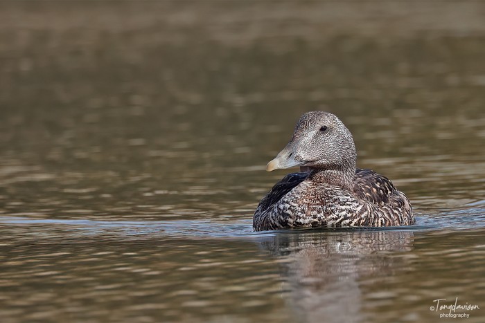 Eider
