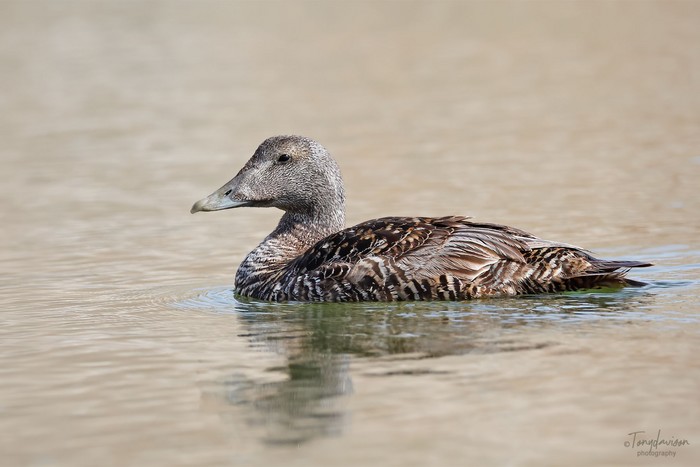 Eider