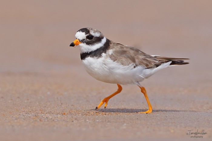 Ringed Plover