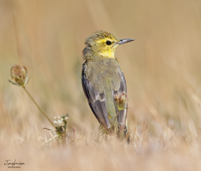 Yellow Wagtail