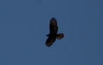 Honey Buzzard