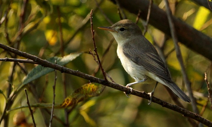 Melodious Warbler