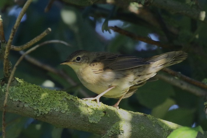 Grasshopper Warbler