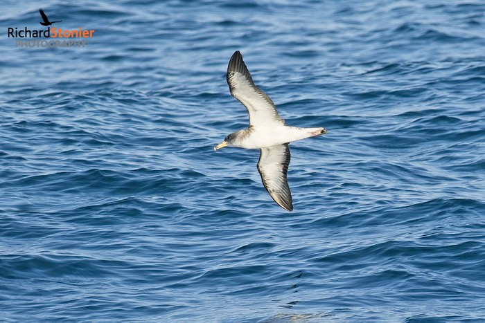 Cory's Shearwater