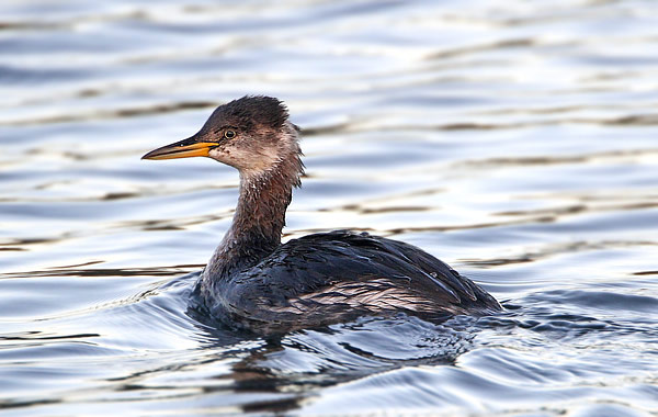 Red-necked Grebe