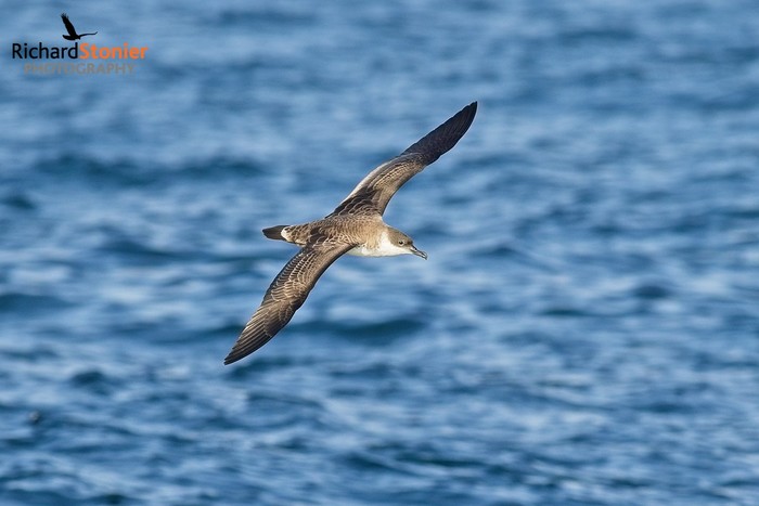 Great Shearwater