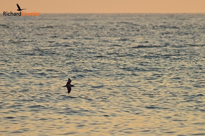 Cory's Shearwater