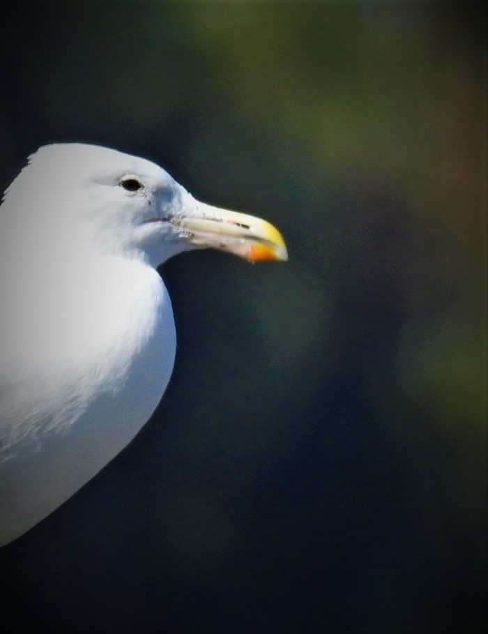 Cape Gull