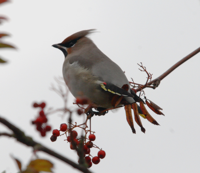 Waxwing