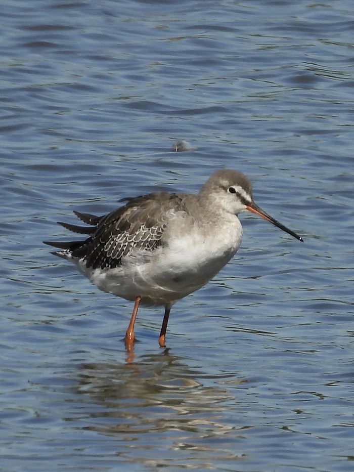 Spotted Redshank