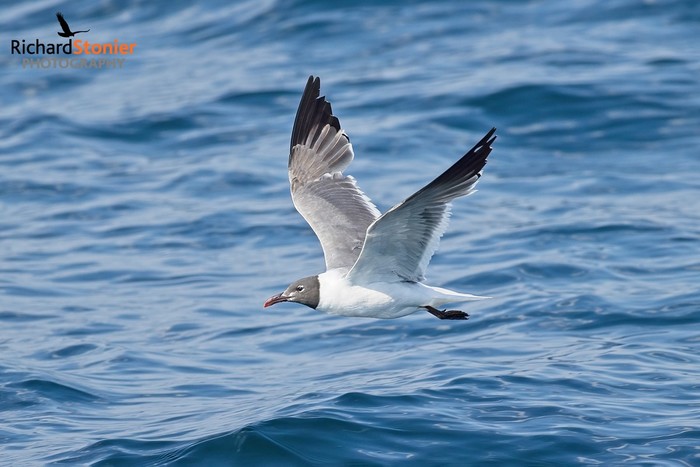Laughing Gull