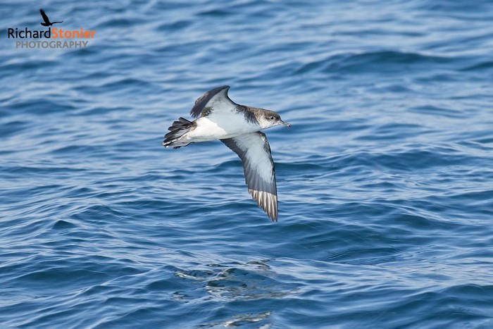 Manx Shearwater