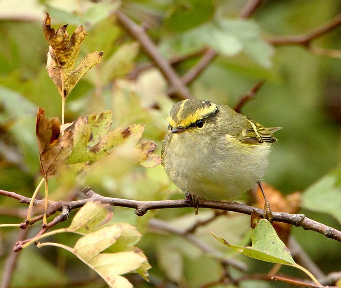 Pallas's Warbler