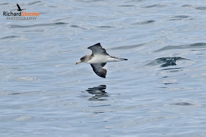 Cory's Shearwater