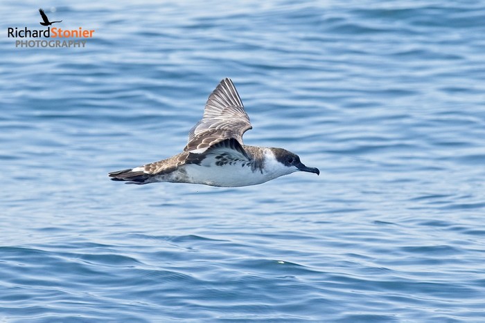 Great Shearwater