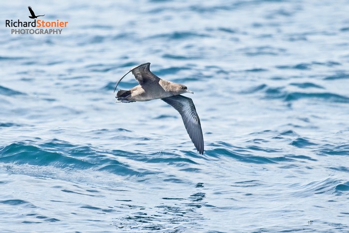 Sooty Shearwater