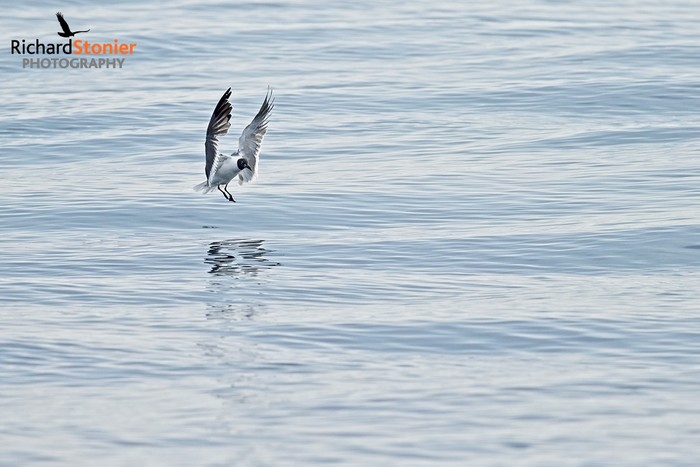 Laughing Gull