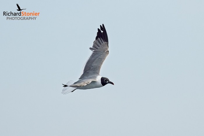 Laughing Gull