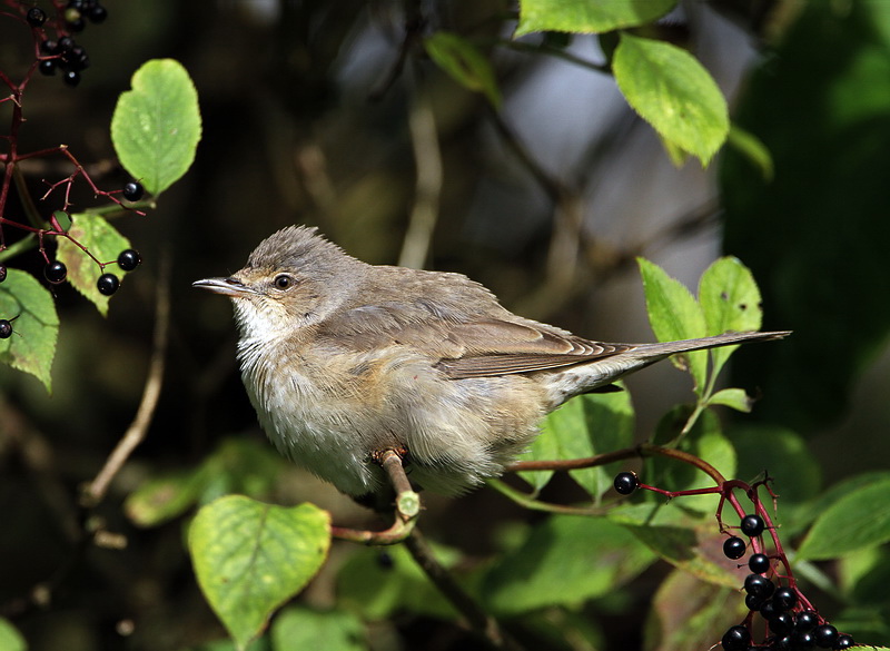 Barred Warbler