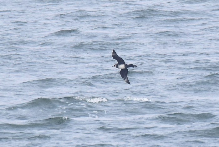 Pomarine Skua