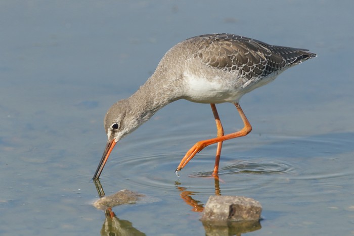 Spotted Redshank