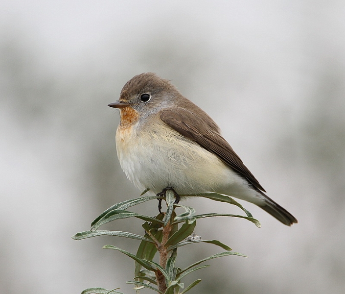 Red-breasted Flycatcher