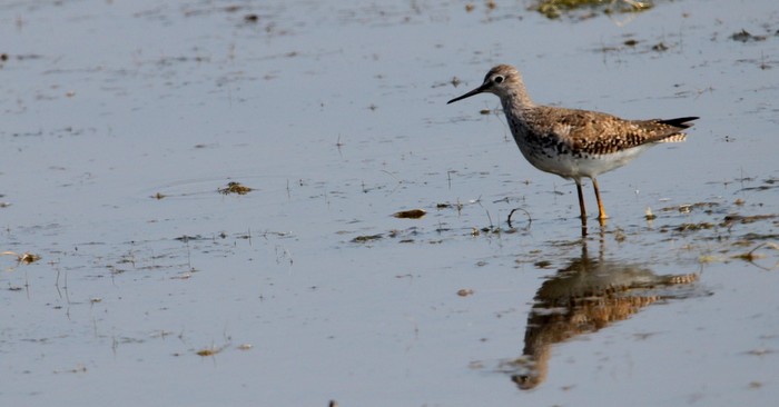Lesser Yellowlegs